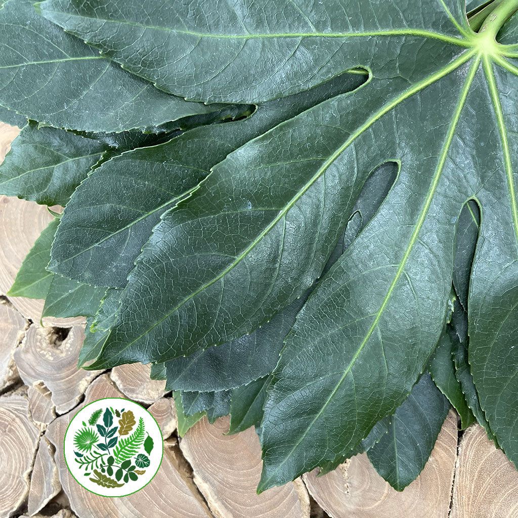 Aralia Leaves &#39;Green&#39; (Various Lengths)