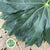 Aralia Leaves 'Green' (Various Lengths)