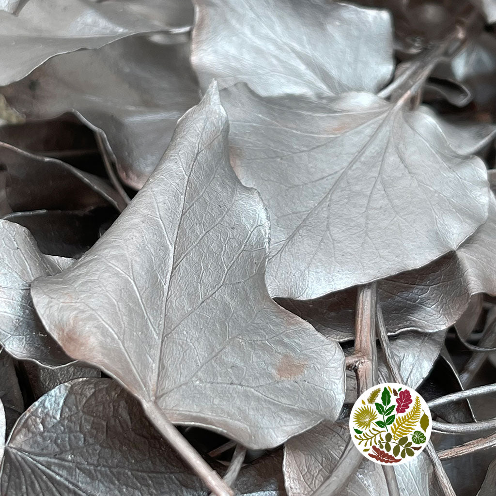 Ivy 'Foliage' (Preserved & Painted) (DRY) (Various Colours)