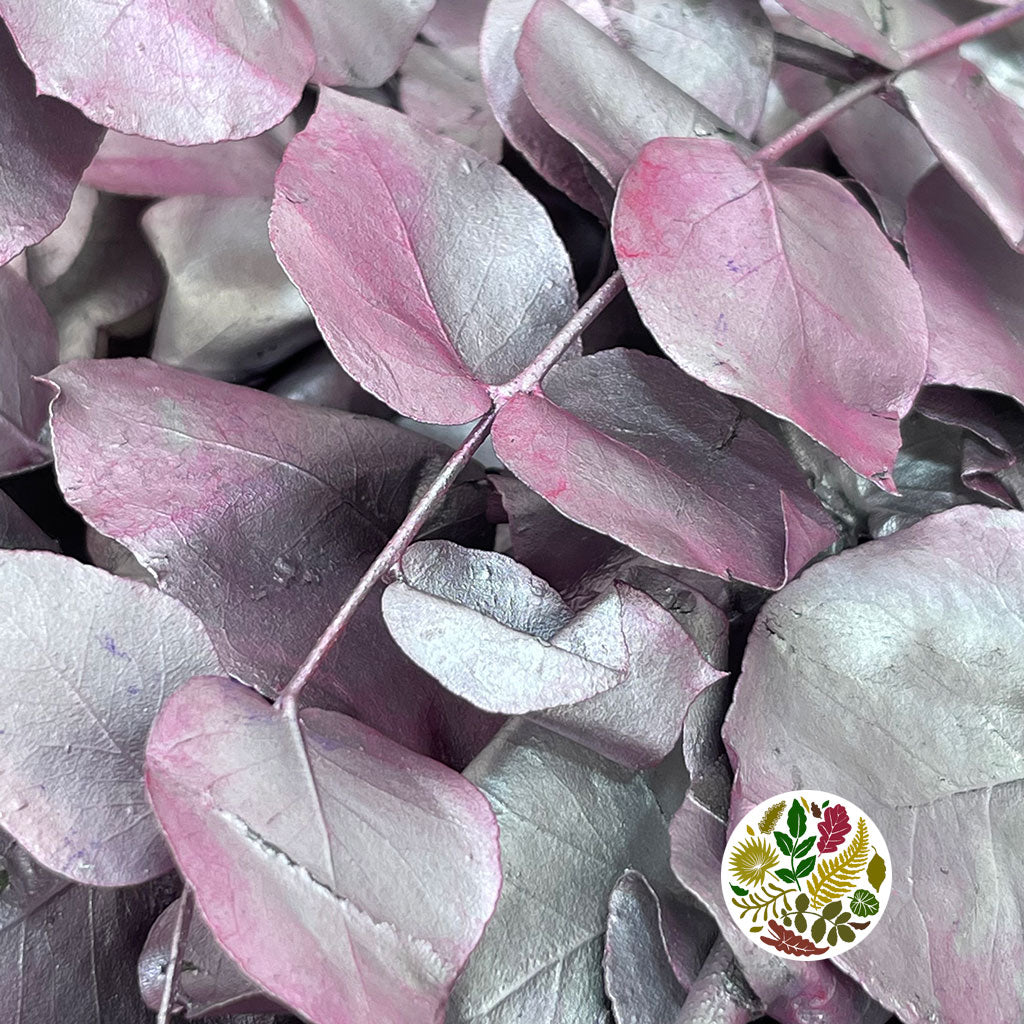 Eucalyptus 'Stuartiana' (Stabilised) (Painted) (DRY) (Various Colours)