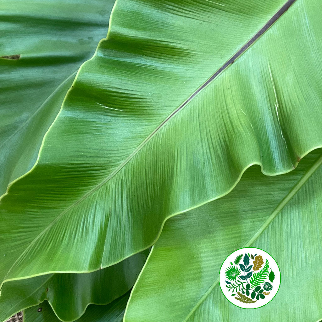 Asplenium &#39;Leaves&#39; (Nidus) (Various Sizes)