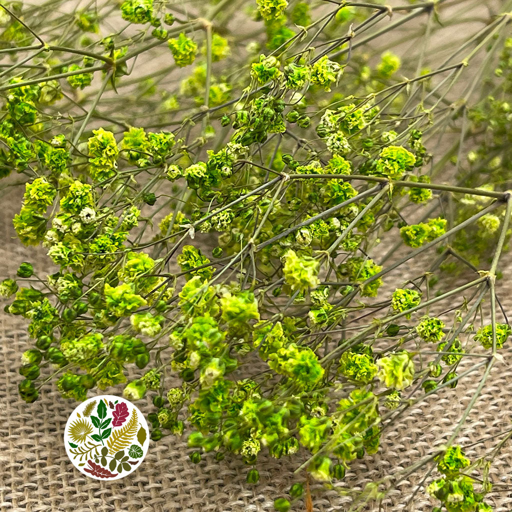 Gypsophila (Painted) (DRY) (Various Colours)