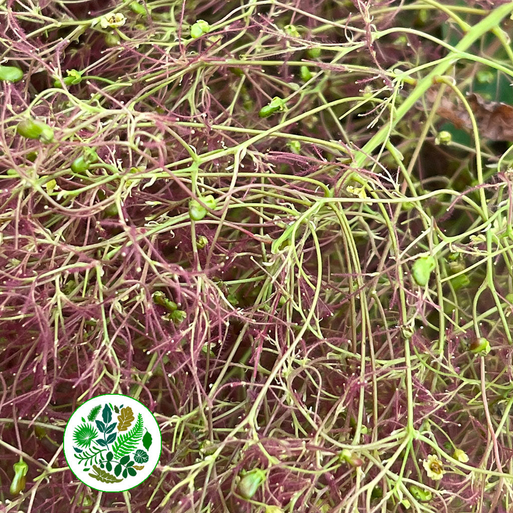 Cotinus &#39;Hair&#39; (Various Sizes)