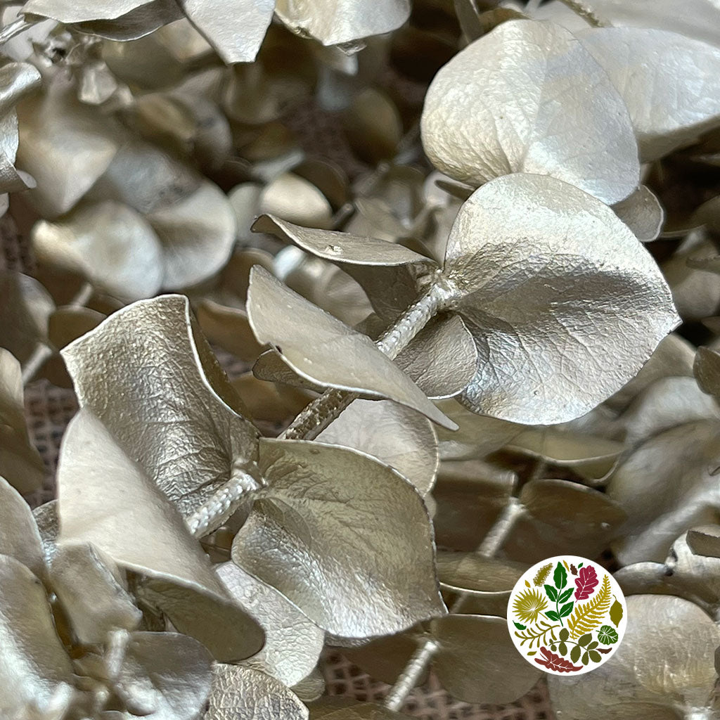 Eucalyptus 'Baby Blue' (Preserved & Painted) (DRY) (Various Colours)