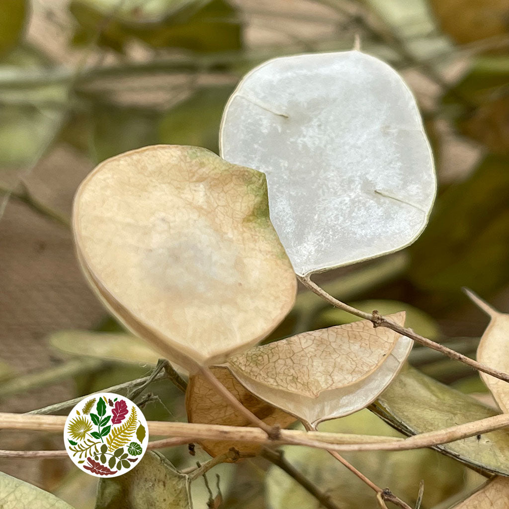 Lunaria (Natural) (DRY) (Various Sizes)