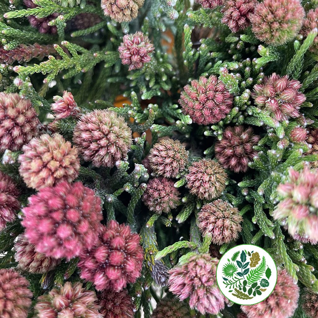 Berzelia &#39;Cluster Star&#39; (Various Lengths)