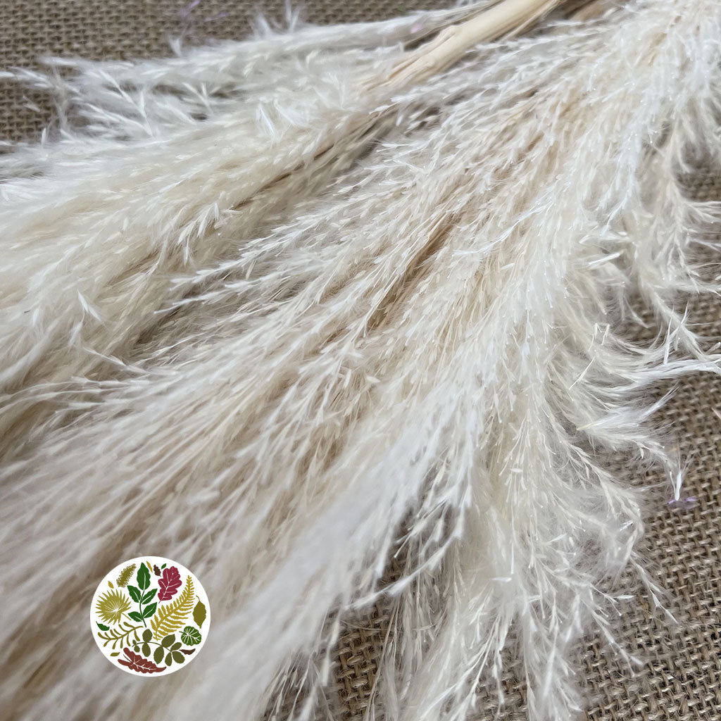 Grass &#39;Pampas&#39; (Dadang) (Bleached) (DRY) (Various Sizes)