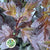 Diablo 'Foliage Dark' (Cultivated E) (Various Lengths)
