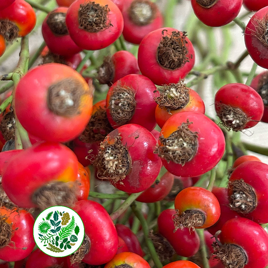 Rose Hips &#39;Sensational Fantasy&#39; (Various Heights)