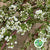 Spiraea (Wild) (Various Sizes)