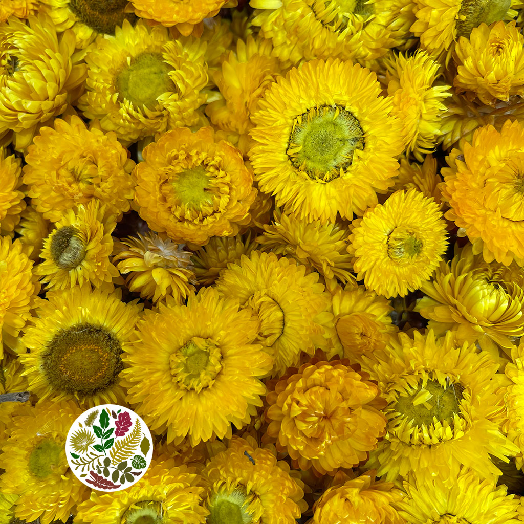 Helichrysum &#39;Flower Heads&#39; (DRY) (Various Colours)