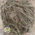 Vine 'Honeysuckle' (Bundle x10 stems)