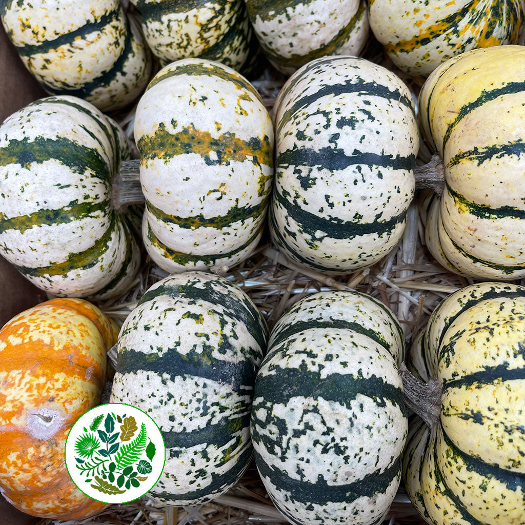 Gourds &#39;White with Green Stripes&#39; (Various Sizes)