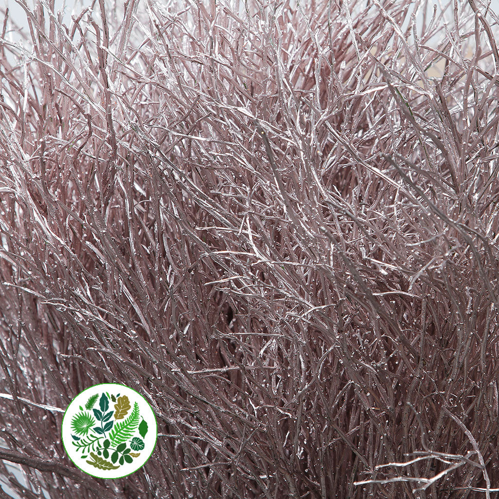 Bog Myrtle &#39;Painted or Glittered&#39; (Various Colours) (Bundle)