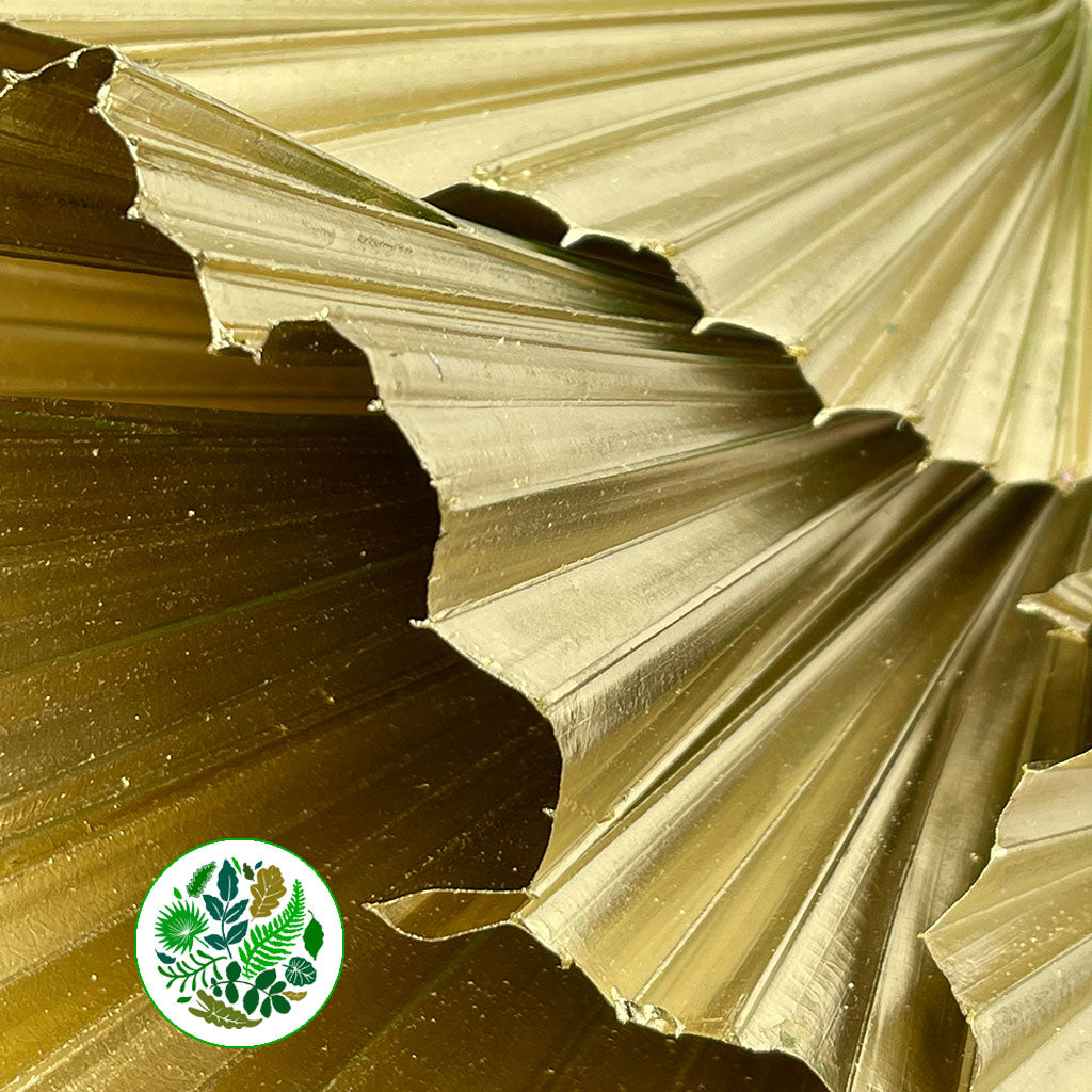 Palm 'Washingtonia' (Painted) (Various Colours)