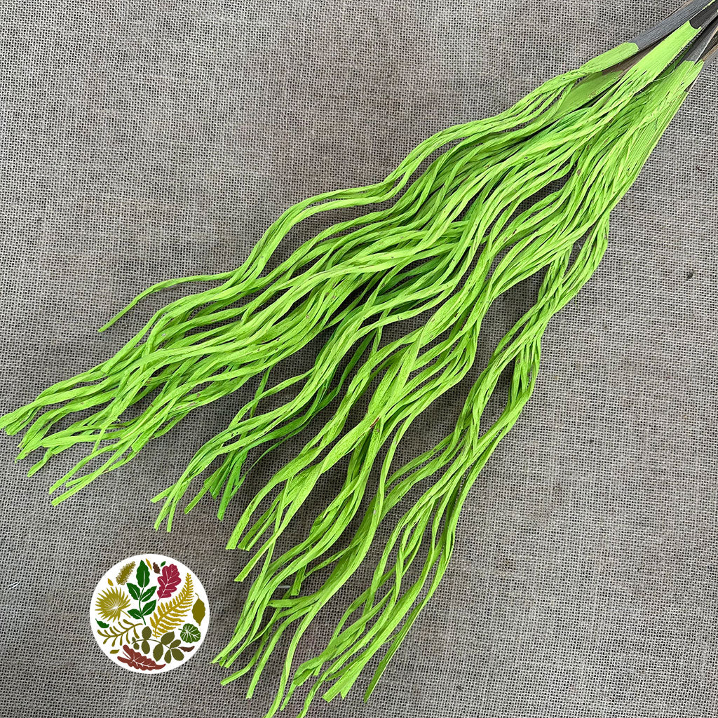 Coco 'Finger' (Painted) (DRY) (x10)