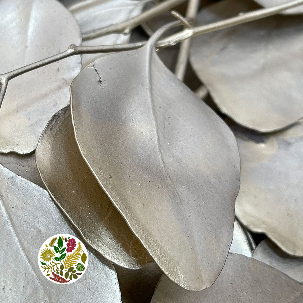 Eucalyptus &#39;Populus&#39; (Preserved) (Painted) (DRY)