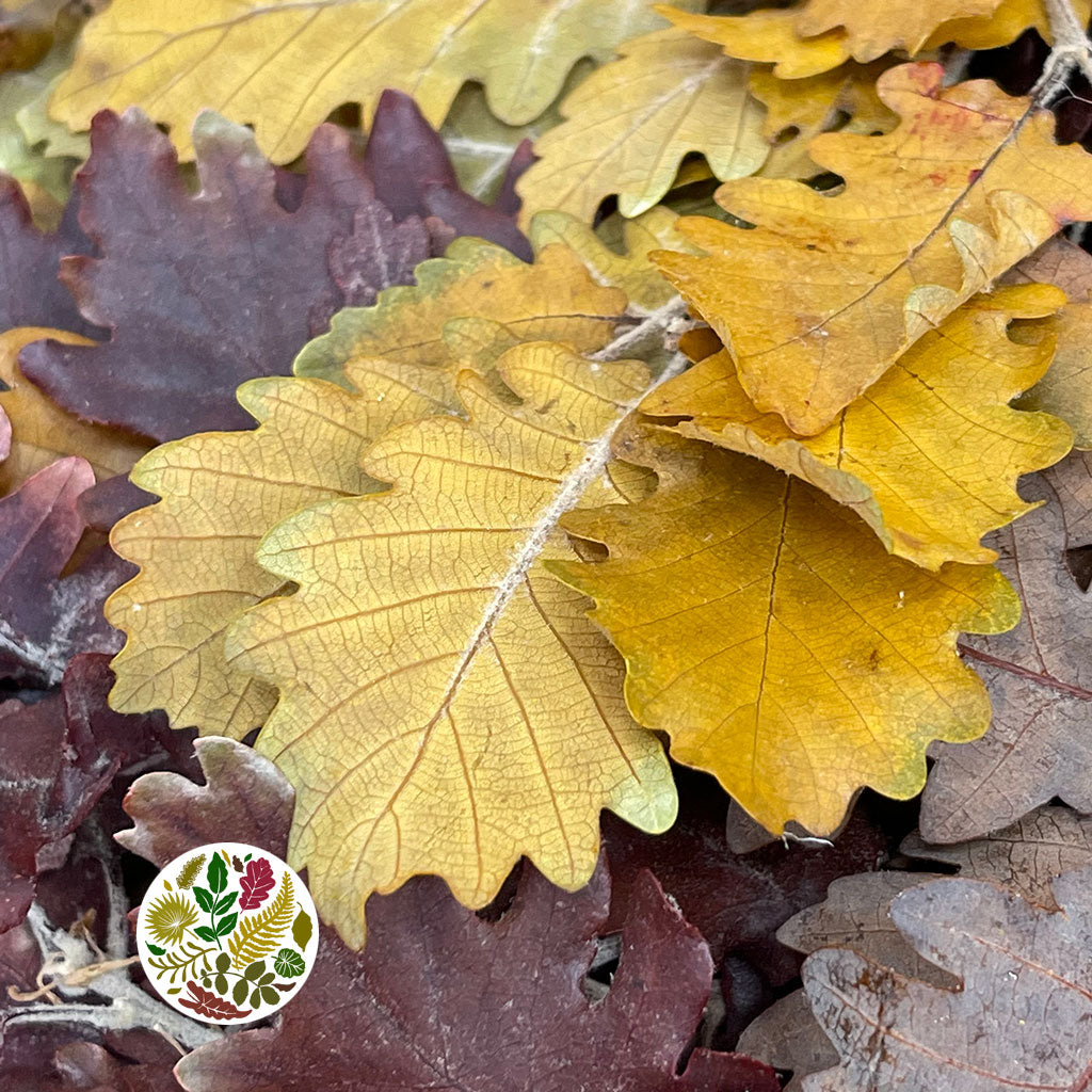 Oak 'Stabilised' (Various Colours) (DRY) 60cm