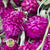 Gomphrena (Various Colours) 55cm (DRY) (Bunch)