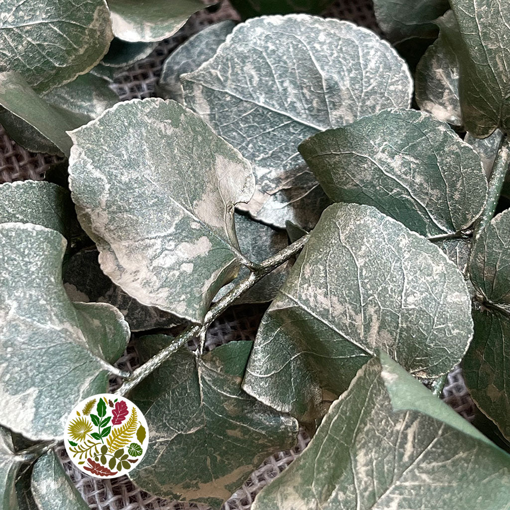 Eucalyptus 'Stuartiana' (Stabilised) (Painted) (DRY) (Various Colours)