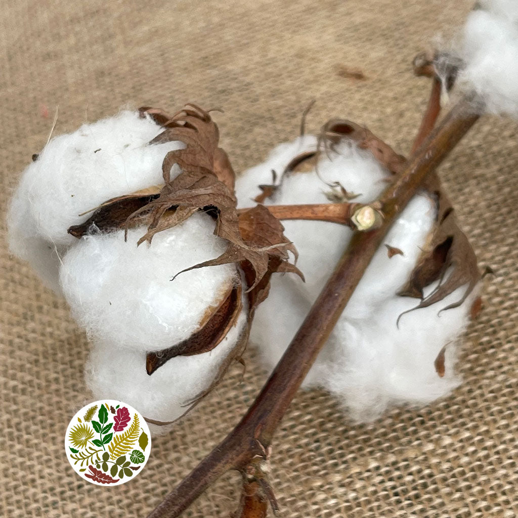 Cotton &#39;Stems&#39; (DRY) (Various Sizes)