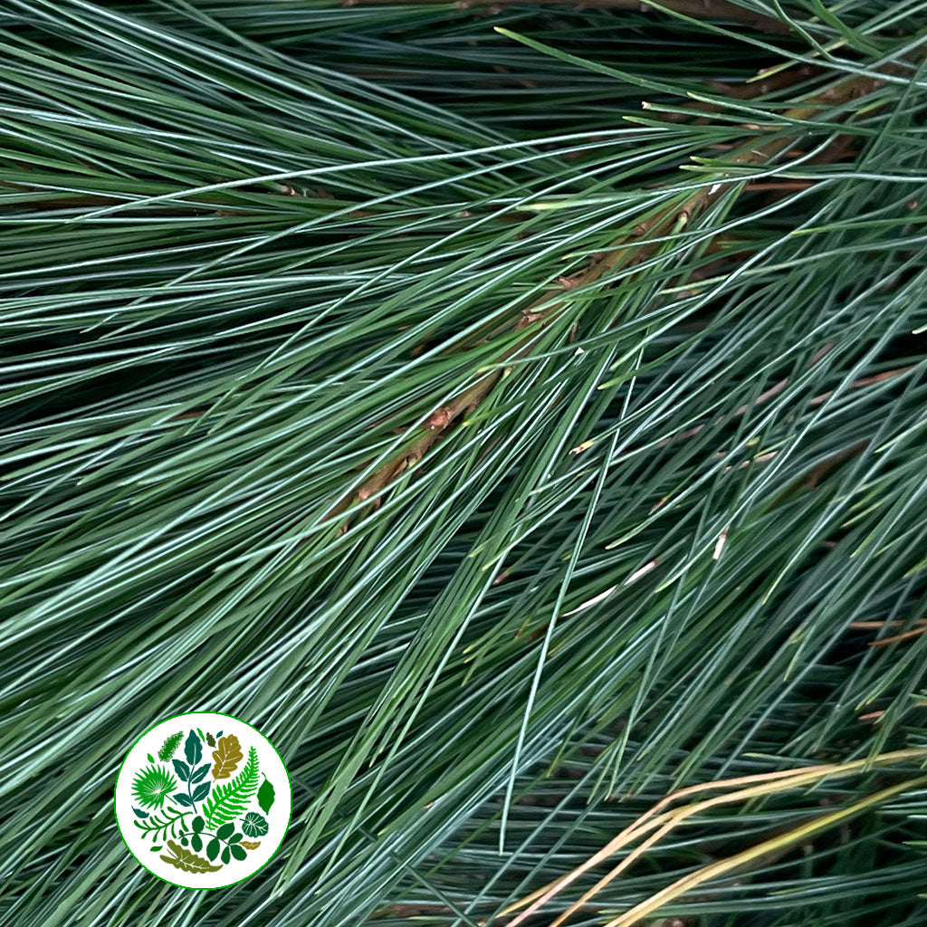 Pine 'Kiefer' (Various Lengths)