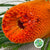 Protea 'Banksia' (Hookeri) (Orange) (Various Lengths)
