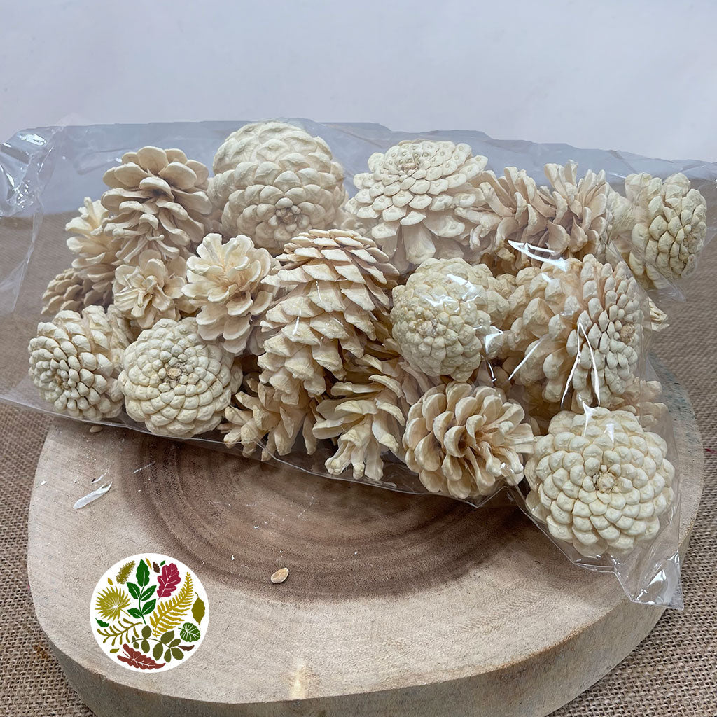 Cones &#39;Nigra&#39; (Bleached) (DRY) (Various Sizes)