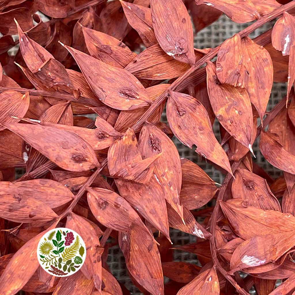 Ruscus 'Wild' (Coloured) (DRY) (x5)