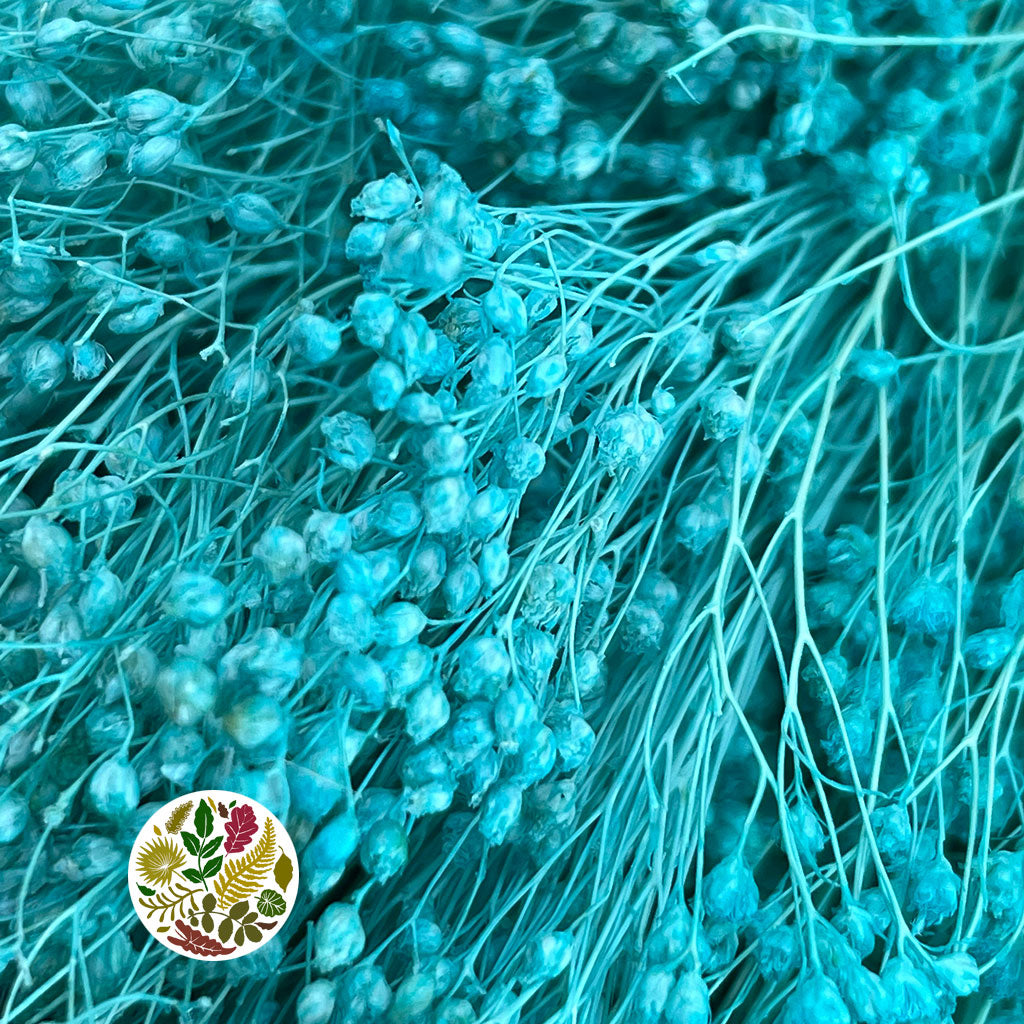 Broom 'Flower' (Various Colours) (DRY) (100g)