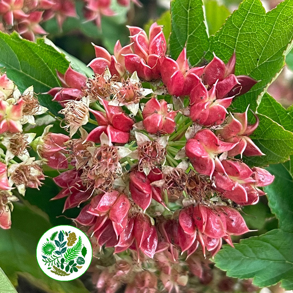 Diablo &quot;Early Bird&quot; Cultivated (Various Lengths)