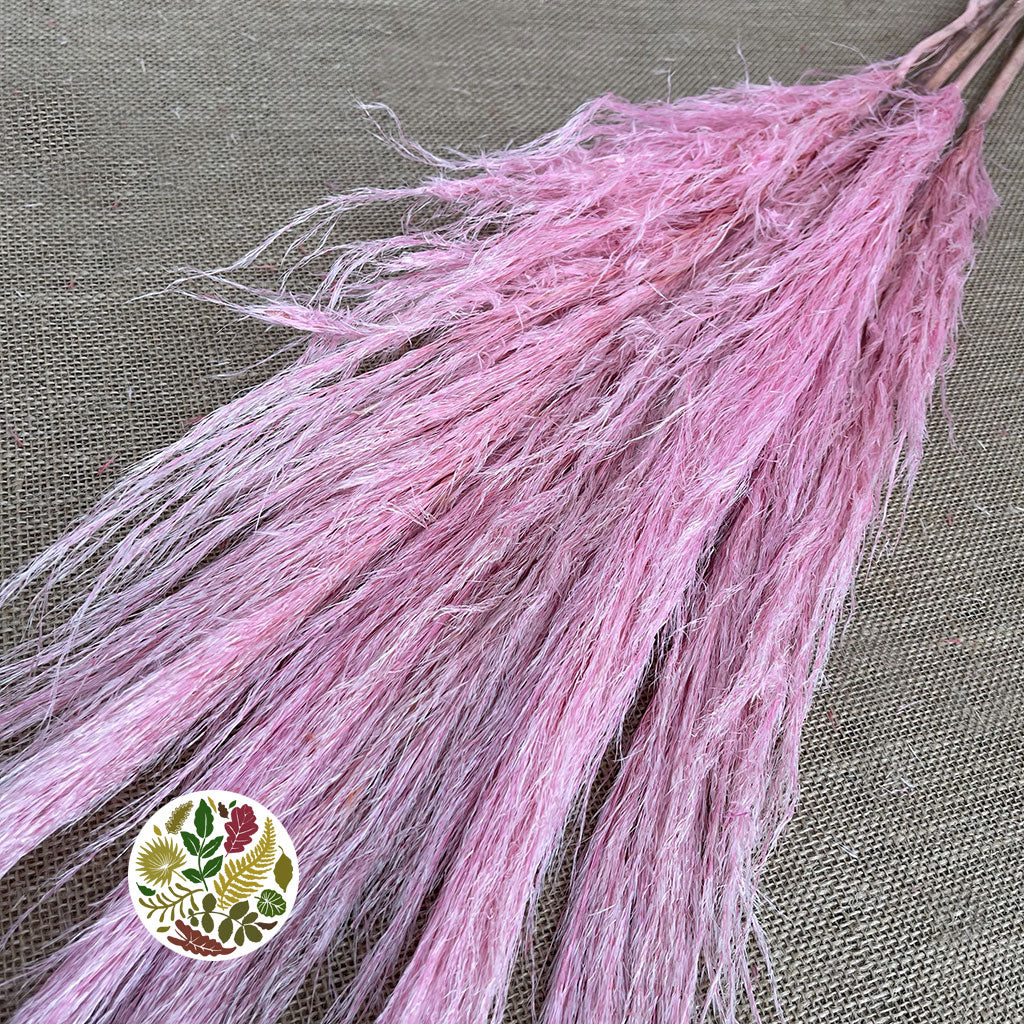 Grass &#39;Pampas&#39; (Evita) (Various Colours) (DRY) 120cm (x5)