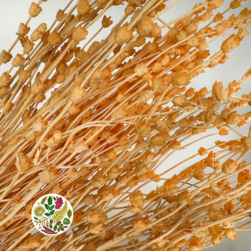 Lavender 'Flower' (Coloured) (DRY) 45cm (100g)