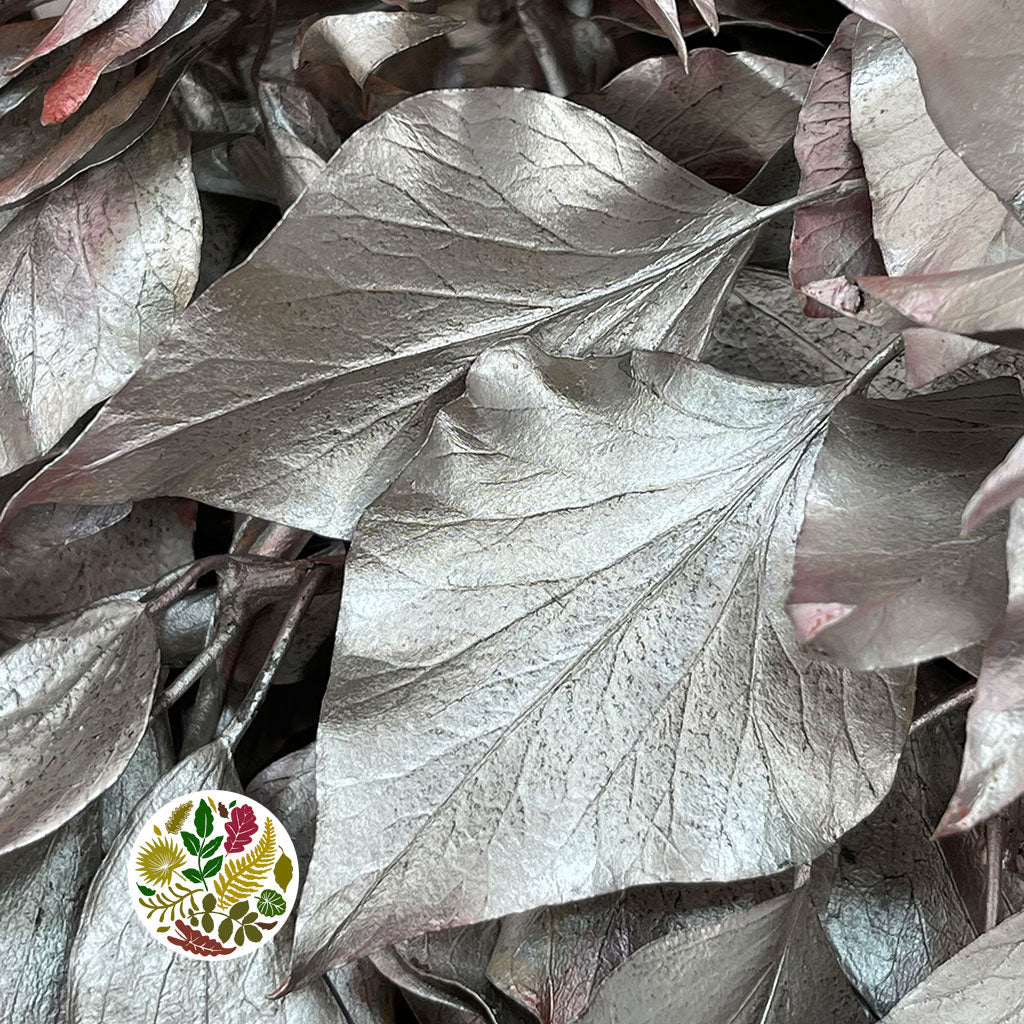 Ivy 'Foliage' (Preserved & Painted) (DRY) (Various Colours)