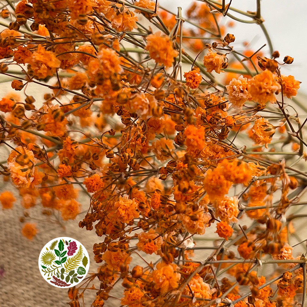 Gypsophila (Painted) (DRY) (Various Colours)