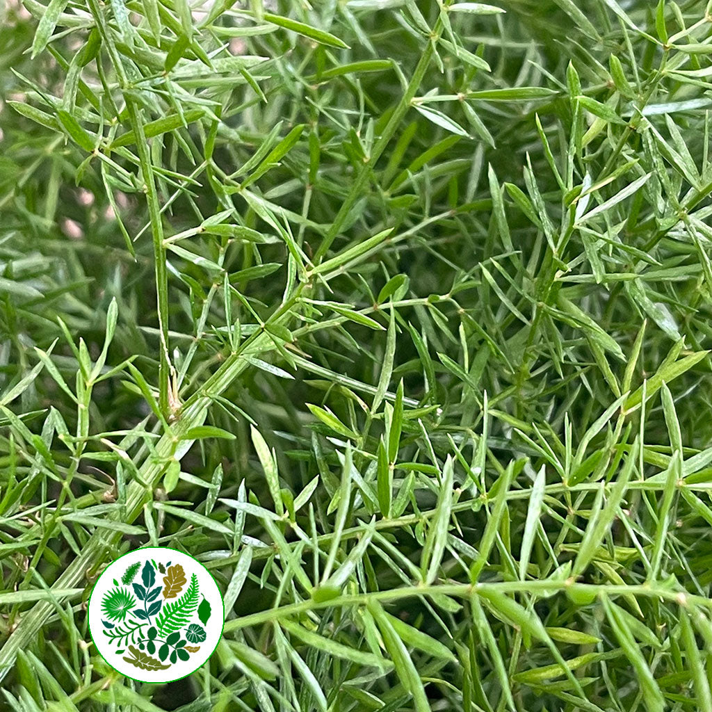 Fern 'Asparagus' (Sprengeri Fern) (Various Lengths)