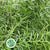 Fern 'Asparagus' (Sprengeri Fern) (Various Lengths)