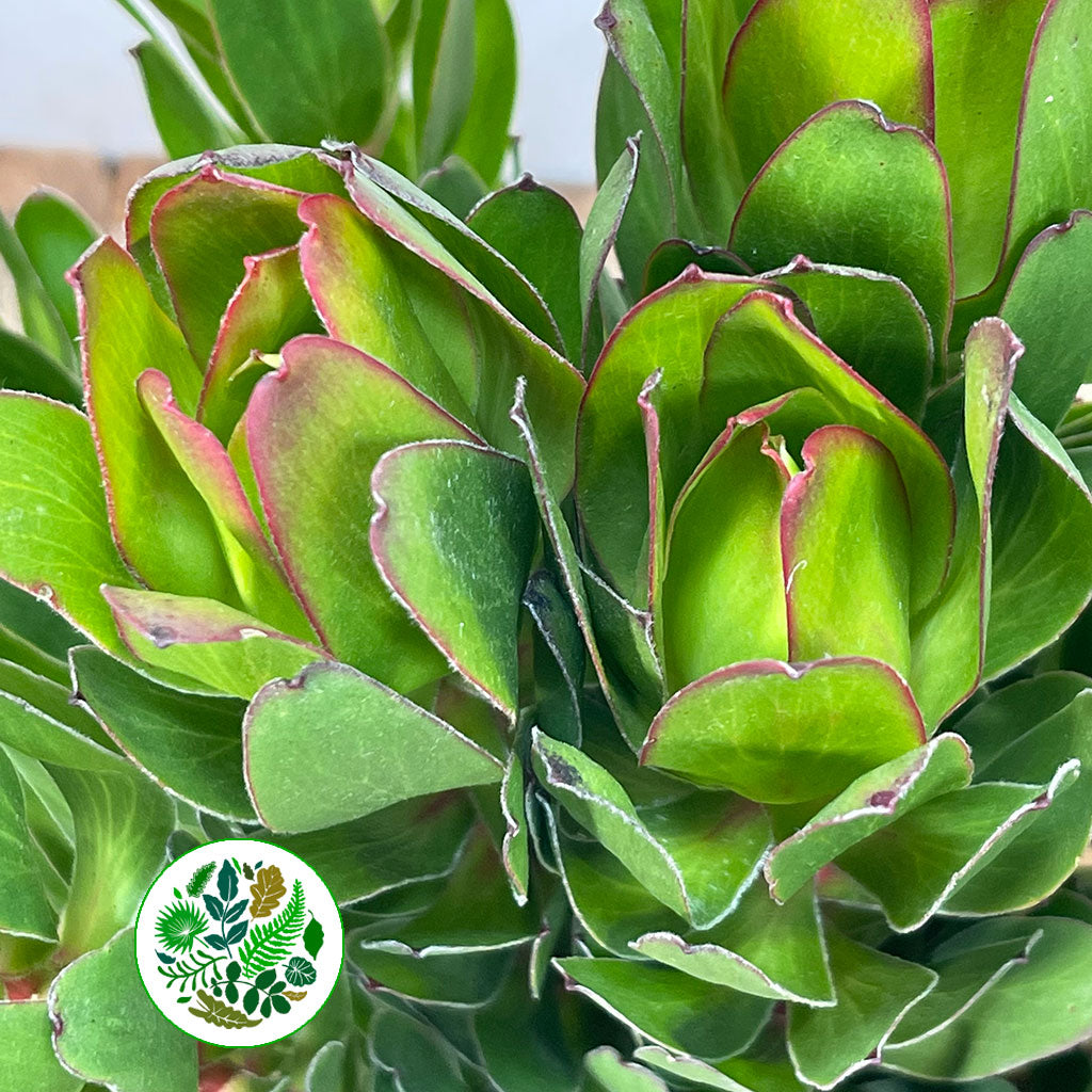 Leucadendron &#39;Gold Strike&#39; (Various Lengths)
