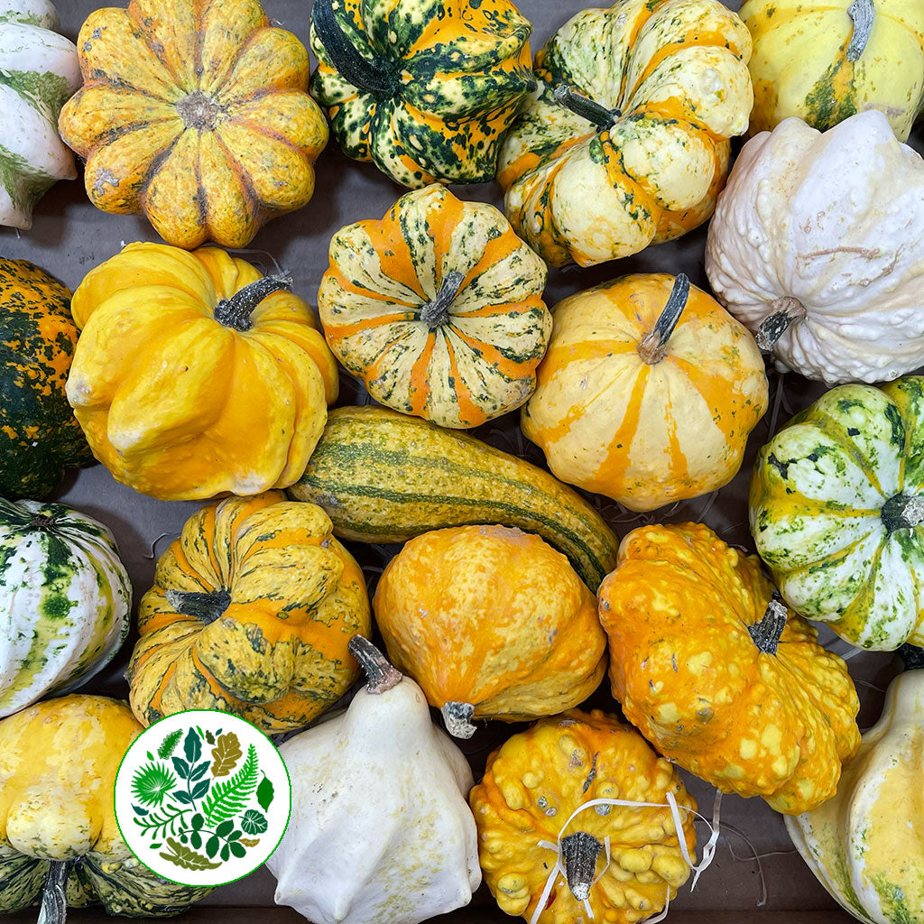 Gourds &#39;Mix Trays&#39; (Various Types)