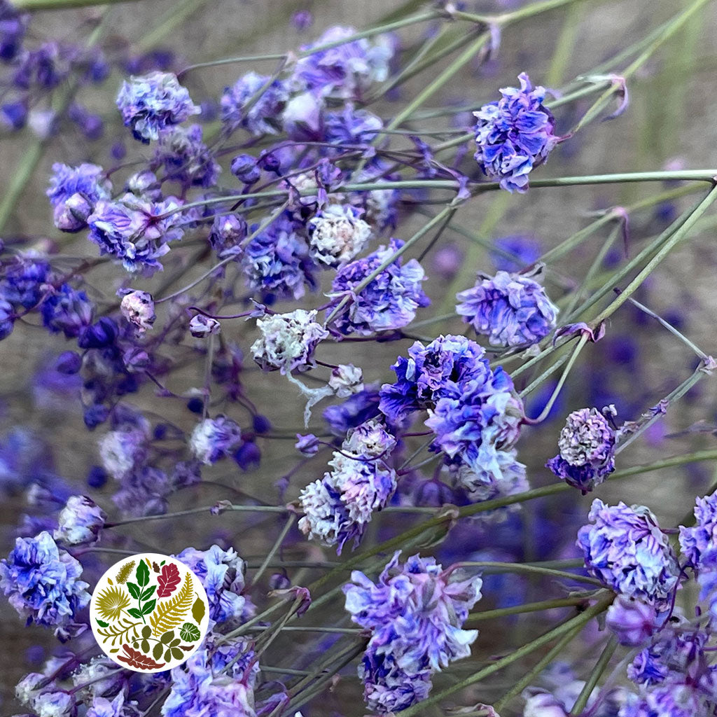 Gypsophila (Painted) (DRY) (Various Colours)