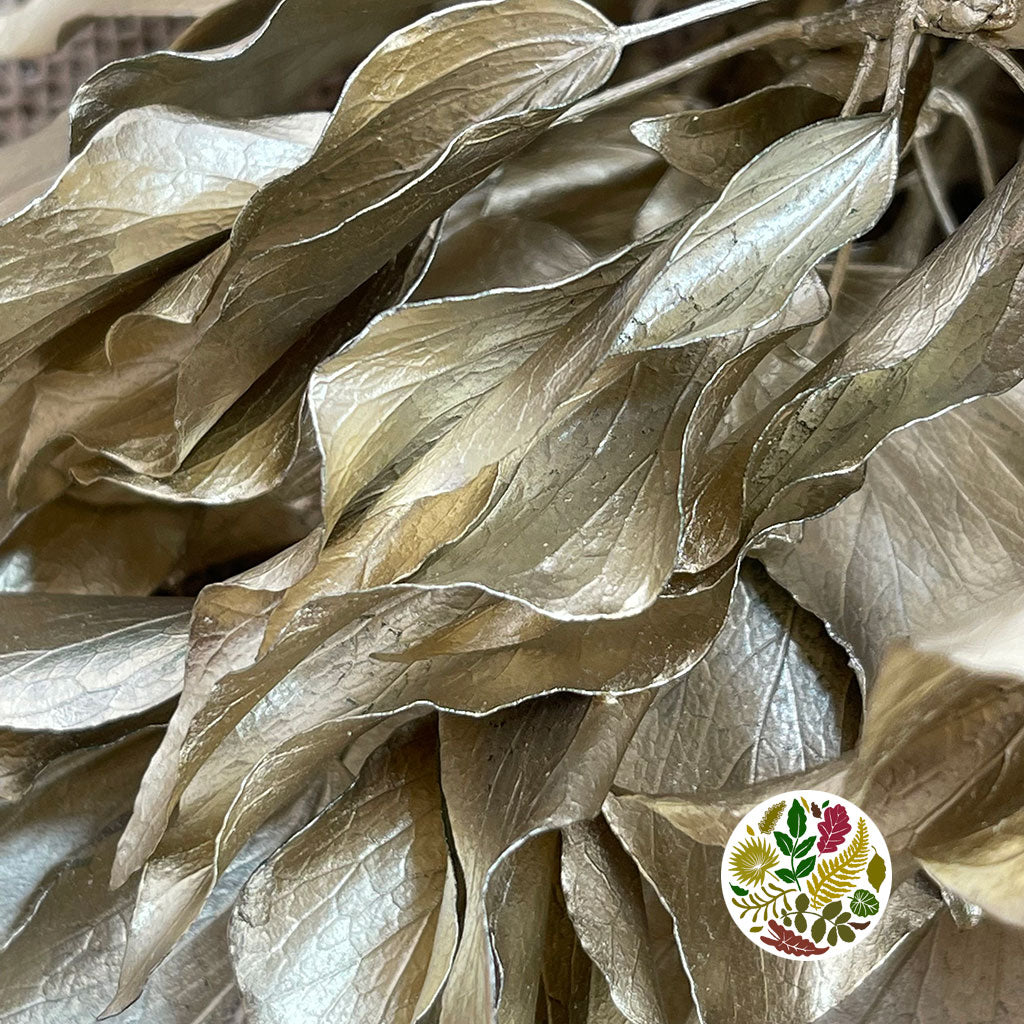 Ivy 'Foliage' (Preserved & Painted) (DRY) (Various Colours)
