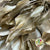Ivy 'Foliage' (Preserved & Painted) (DRY) (Various Colours)