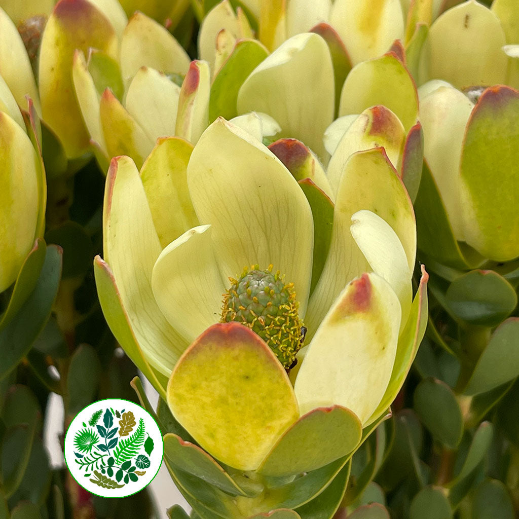Leucadendron &#39;Discolor&#39; (Various Lengths)