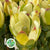 Leucadendron 'Discolor' (Various Lengths)