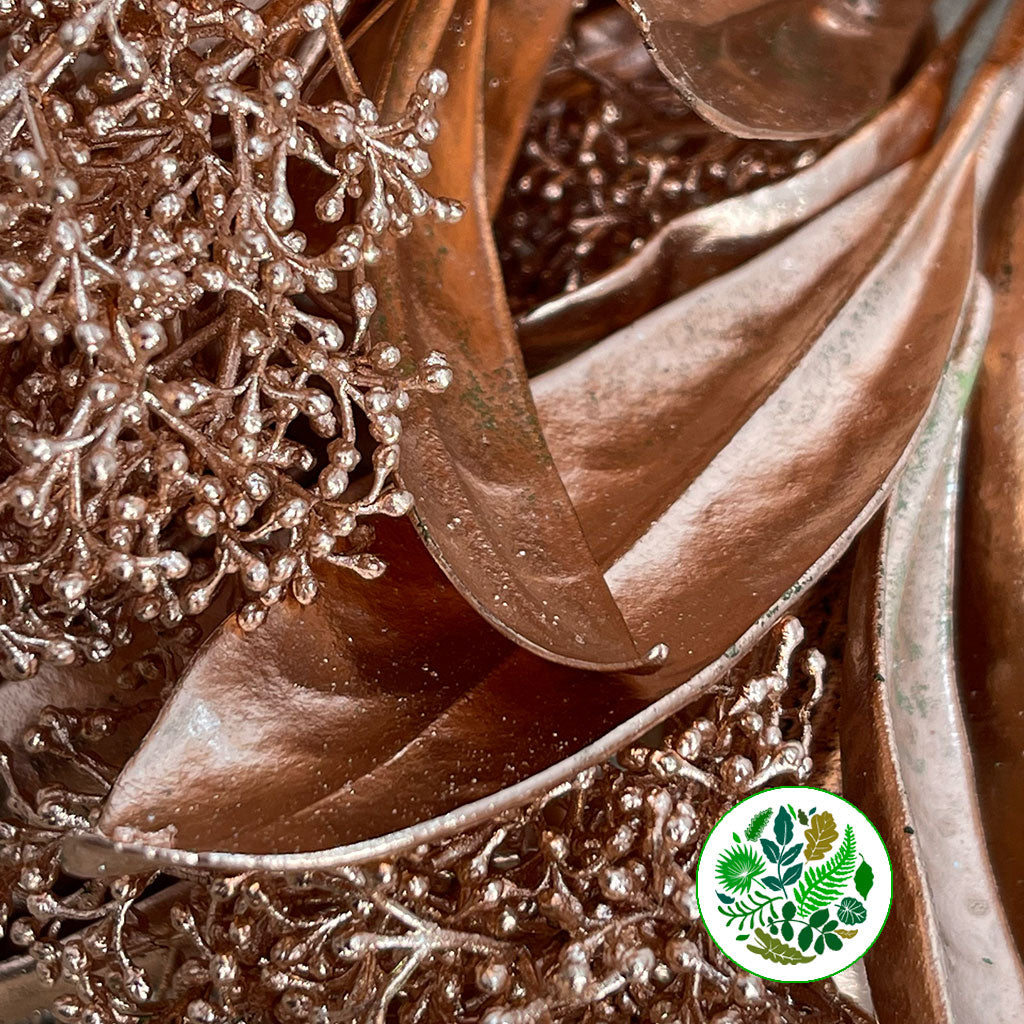 Skimmia (Painted) (Various Colours)