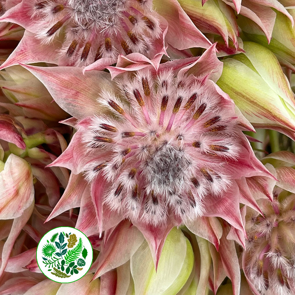 Protea &#39;Blushing Brides&#39; (Pink) (Various Sizes)