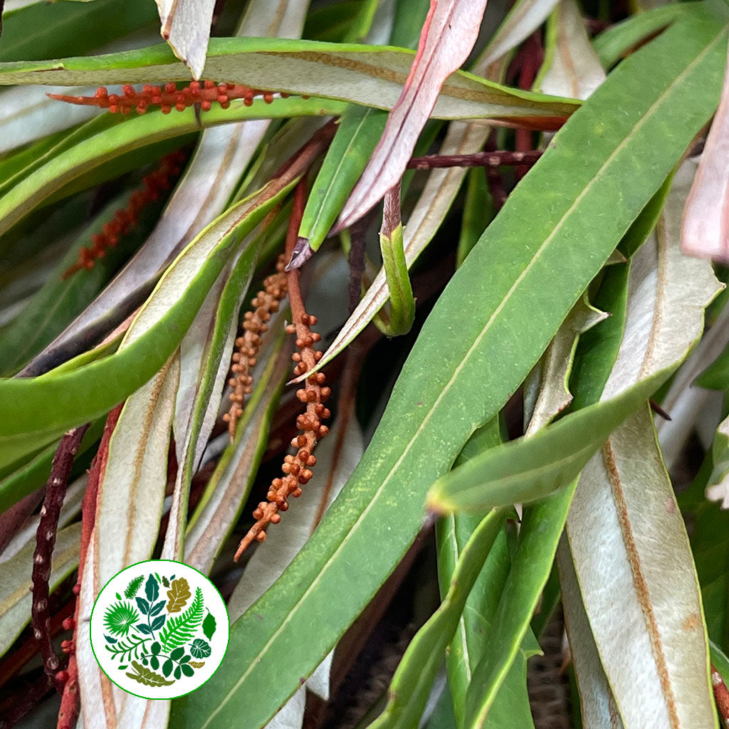 Grevillea &#39;Foliage&#39; (Various Lengths)