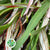 Grevillea 'Foliage' (Various Lengths)