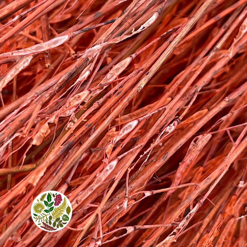 Grass 'Saras Grass' (Various Colours) (DRY) H100cm