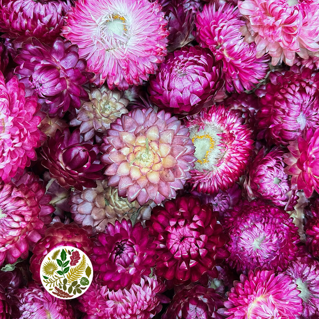 Helichrysum &#39;Flower Heads&#39; (DRY) (Various Colours)